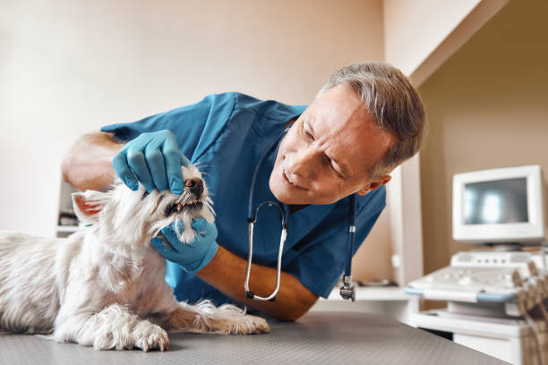 Best Emergency Dental Services for Seniors in Riverse, ID